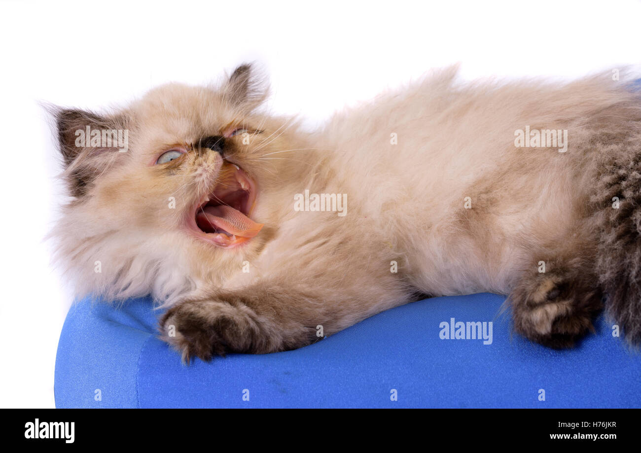 Cat bâillement ou en colère avec ses dents et ouvert mounth exposés - un jeune, deux mois persan himalayen Blue Point chaton sur un bl Banque D'Images