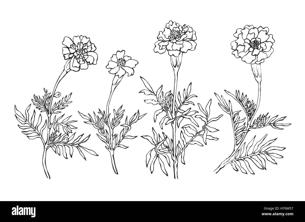 Tagetes patula, l'oeillet d'Inde. Jardin des plantes à fleurs. Noir et blanc dessiné à la main sur l'illustration. background blanc Banque D'Images