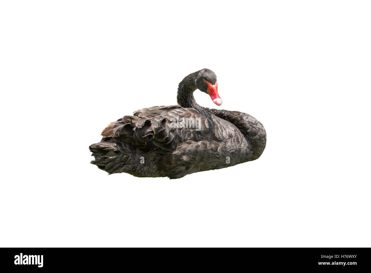 Canard dans une position à la nature en blanc fond isolé Banque D'Images