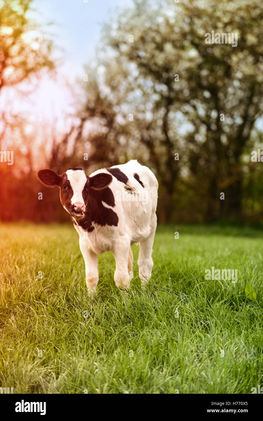 Jeune veau laitier paissant dans une prairie au printemps avec effet sun flare Banque D'Images