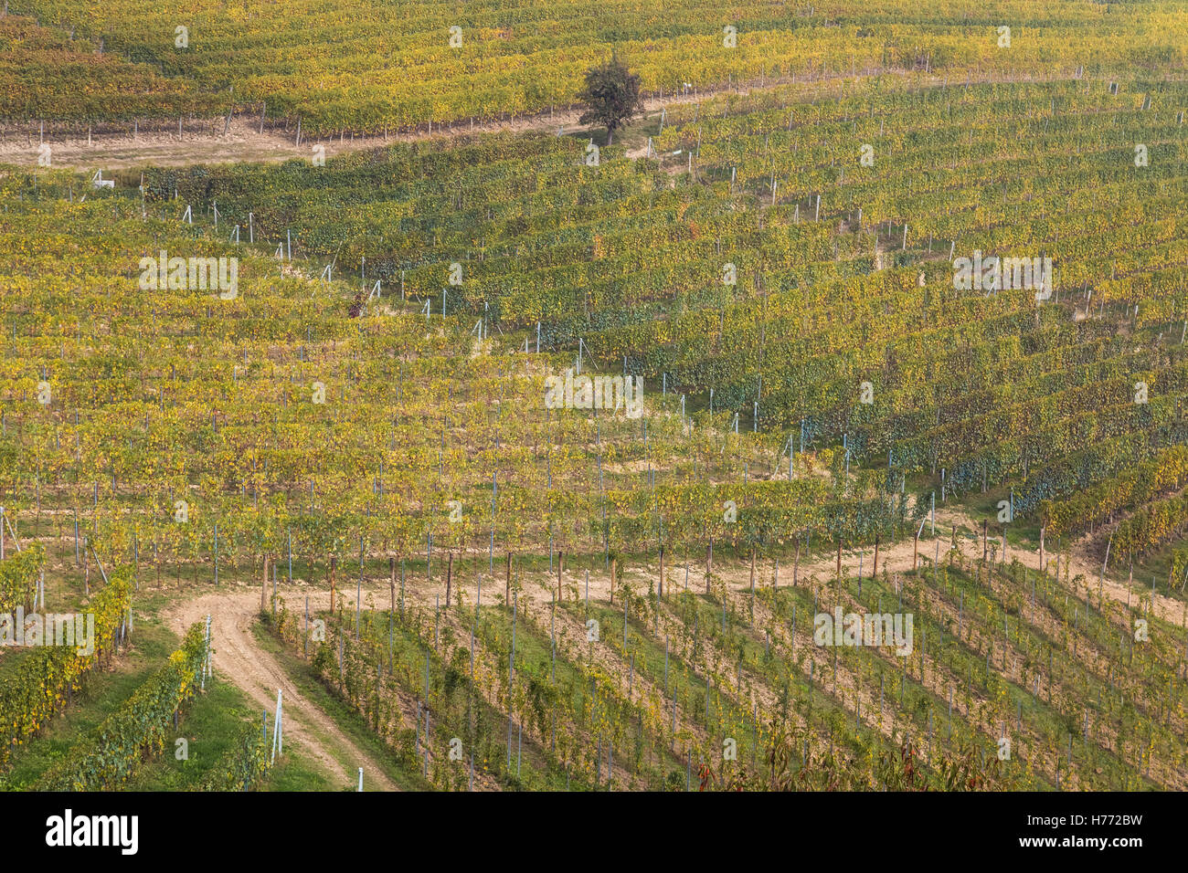 Rangées de vigne près de Castiglione Falletto, Langhe, Cuneo, Piémont, Italie. Banque D'Images