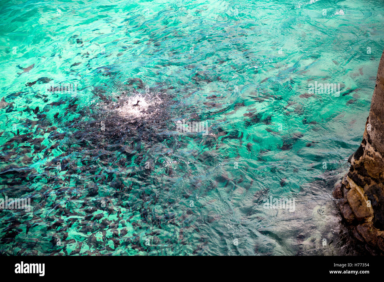 Melichthys niger noir ou déclencher l'alimentation des poissons au large de la plage de l'île de l'Ascension de Georgetown Banque D'Images