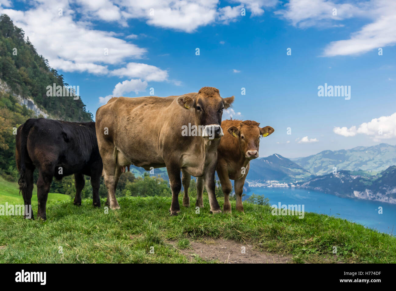 Les bovins (Bos taurus) en été sur une prairie dans les Alpes suisses. Lac et Montagne en toile de fond. Banque D'Images