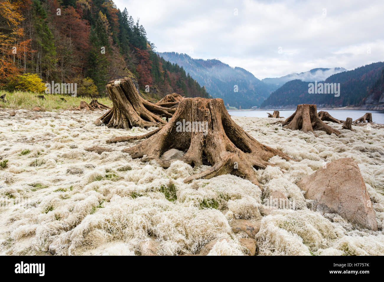 Le bois mort, séché, lac, lac de Gosau, Gosau, Dachstein region, Haute Autriche, Autriche Banque D'Images