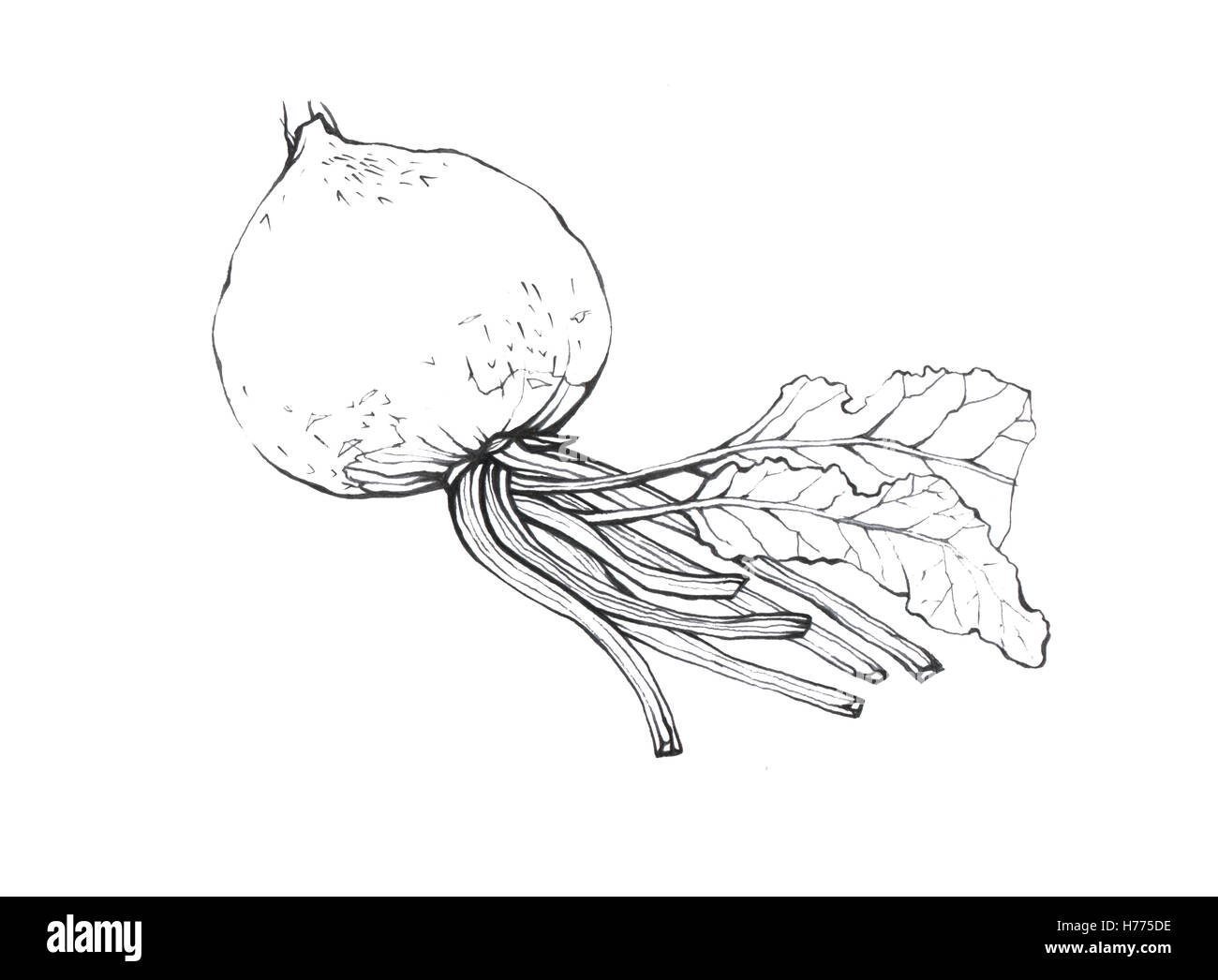 La betterave. Noir et blanc à la main de légumes illustration sur fond blanc. Banque D'Images