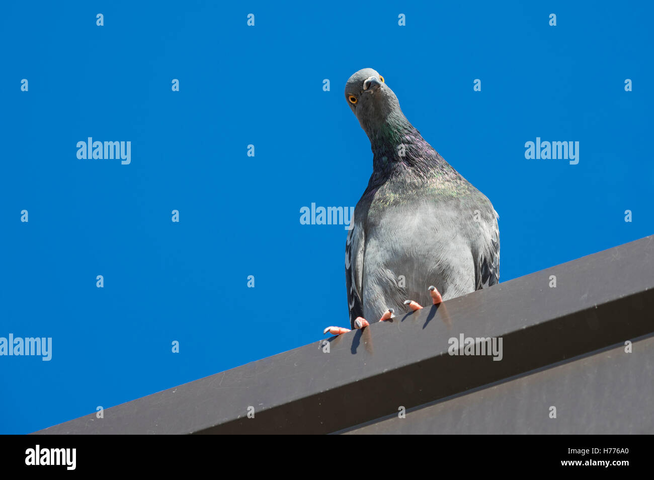 Street pigeon (Columba livia domestica) à la tête inclinée vers le bas avec, perçu comme curieux ou regard espiègle. Banque D'Images