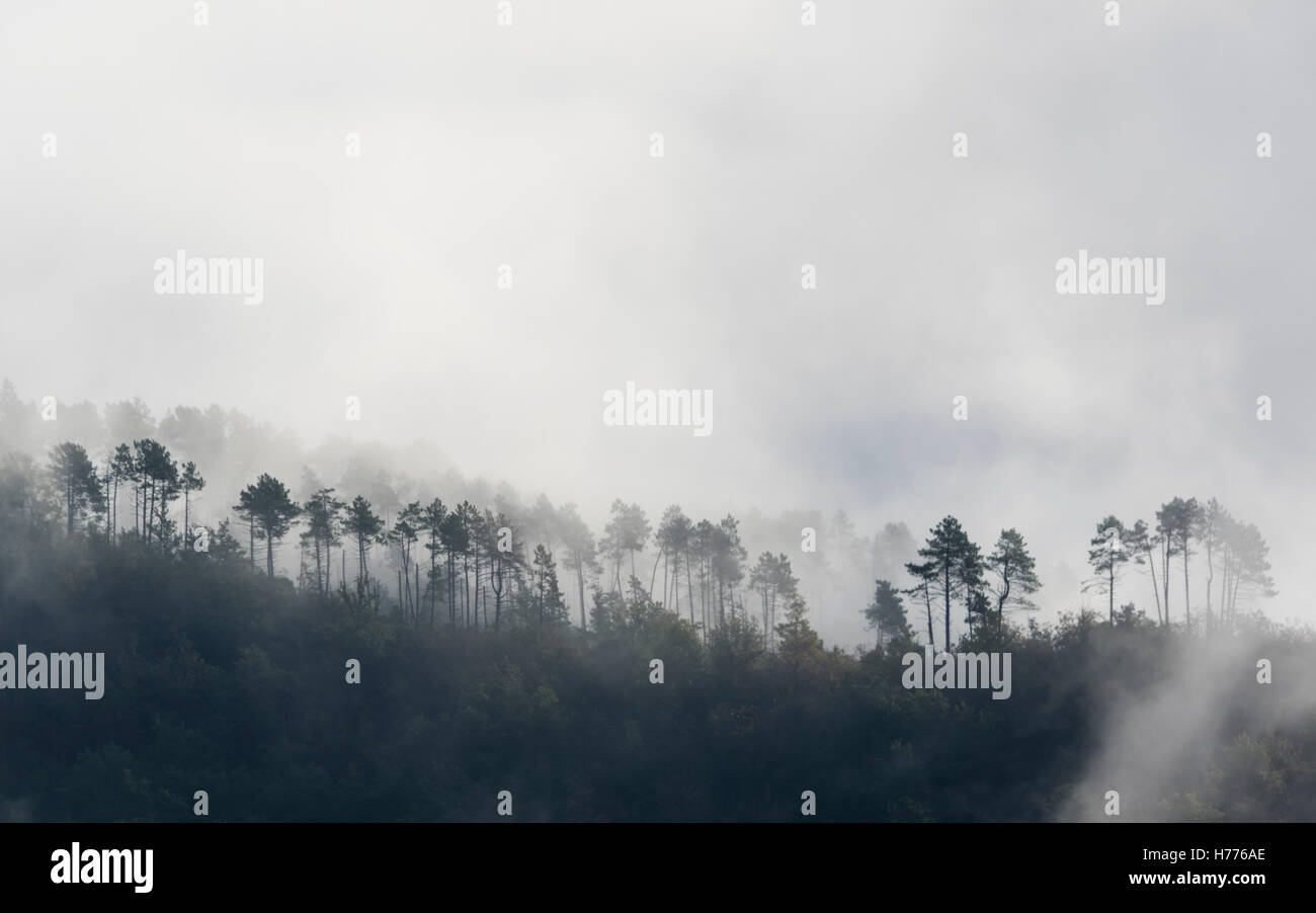 Pins dans une forêt de brouillard en automne. Banque D'Images