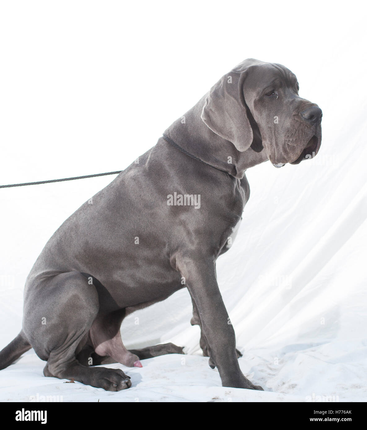 Dogue Allemand gris avec un fond blanc qui a l'air fatigué Photo Stock -  Alamy