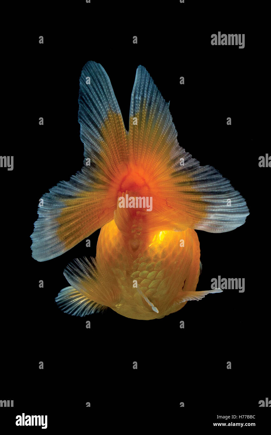 Portrait d'un poisson rouge natation Banque D'Images