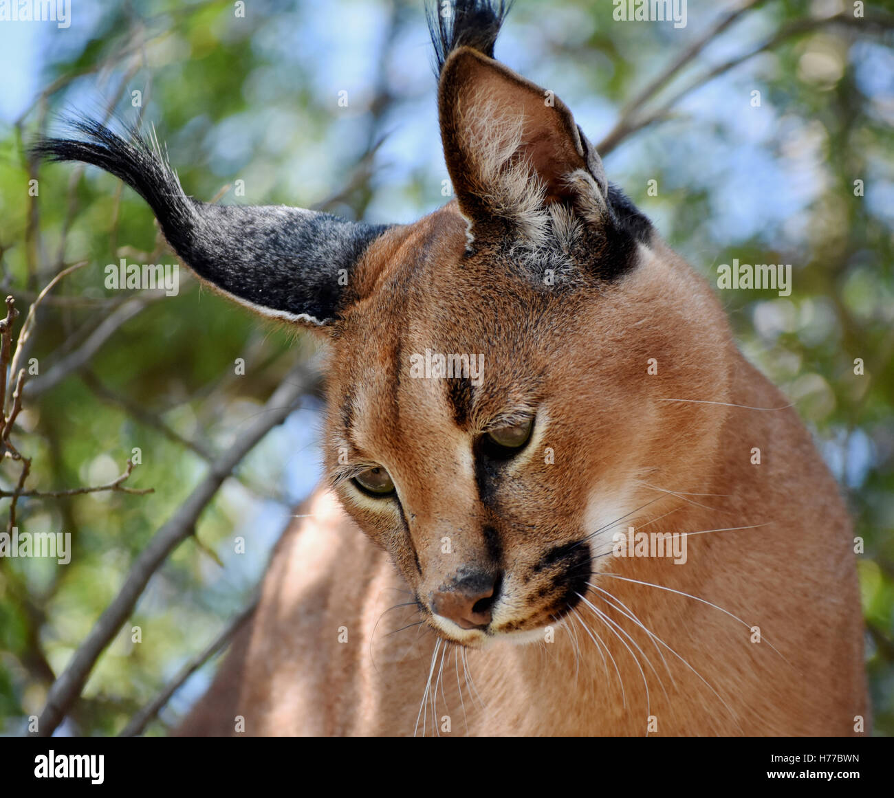 Portrait d'un caracal (Caracal caracal), Limpopo, Afrique du Sud Banque D'Images