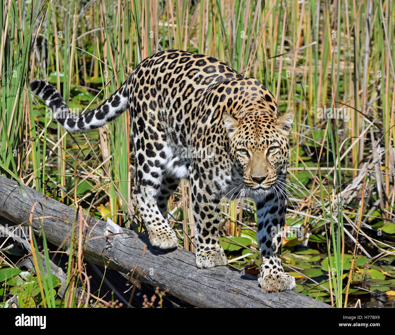 Leopard dans un journal dans un marécage, Chobe National Park, Botswana Banque D'Images