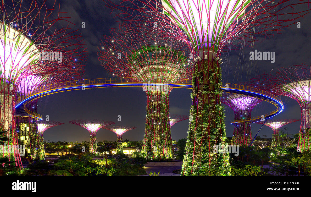 Supertree Grove à Gardens By The Bay, Singapour Banque D'Images