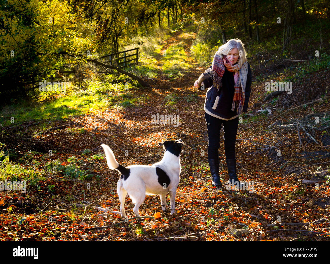 Femme jouant avec un chien et le bâton sur un chemin à l'automne Banque D'Images