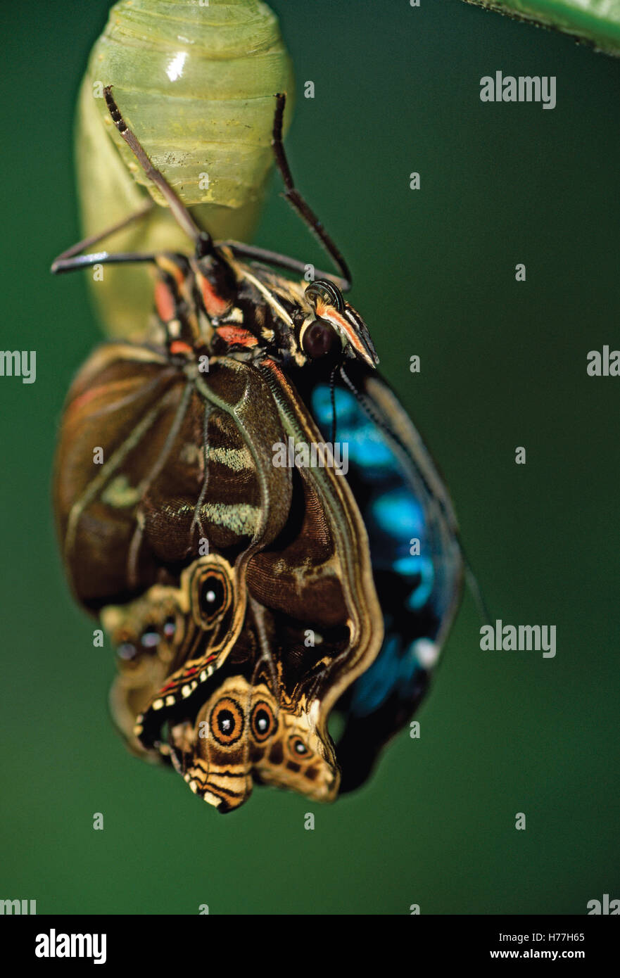 Papillon Bleu Morpho Morpho helenor () sortant de la chrysalide. Costa Rica. Banque D'Images