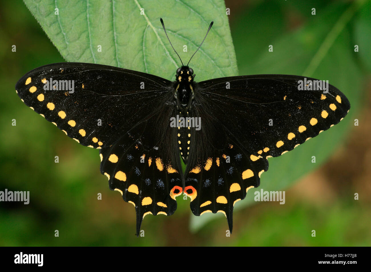 Black Swallowtail Butterfly (Papilio polyxenes), Costa Rica. Banque D'Images