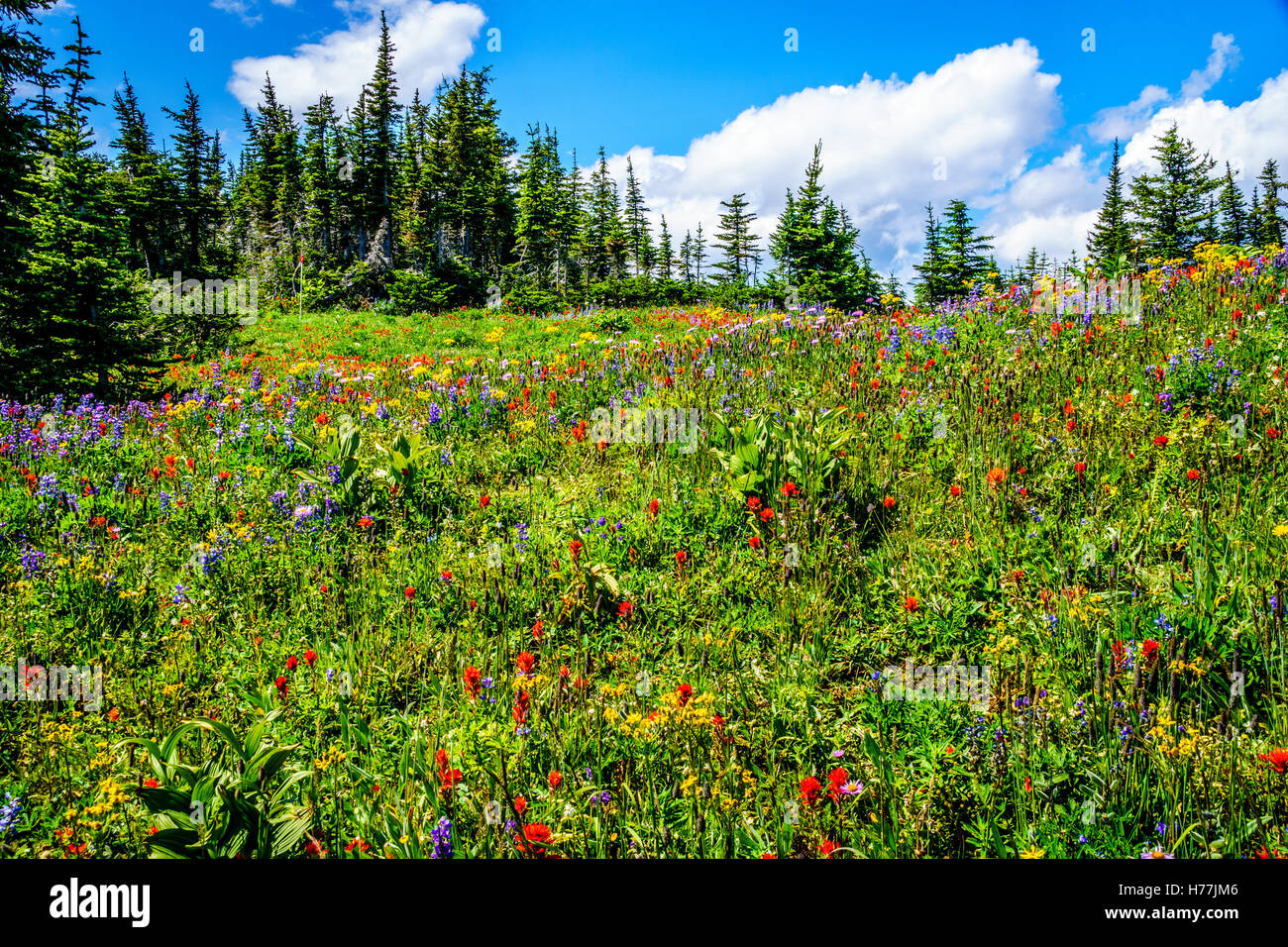 Randonnée à travers les alpages de montagne avec des fleurs sauvages sur les TSD Montagne dans les hautes terres de Shuswap, British Columbia Canada Banque D'Images