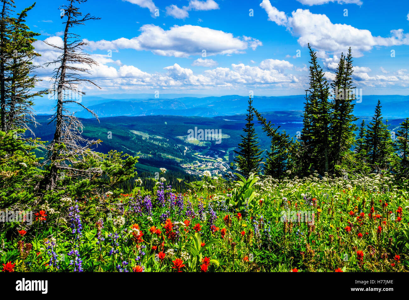 Randonnée à travers les alpages de montagne avec des fleurs sauvages sur les TSD Montagne dans les hautes terres de Shuswap, British Columbia Canada Banque D'Images