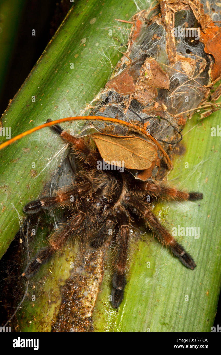 Costa Rica (Psalmopoesu Orangemouth reduncus Tarentule) assis à l'entrée sur le web entonnoir palm, La Selva, Costa Rica Banque D'Images