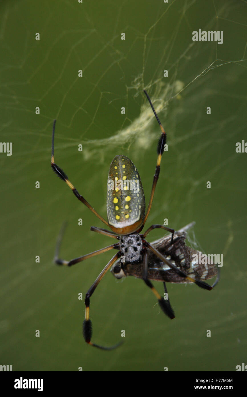 Globe Doré (araignée Nephila clavipes) se nourrissant de papillon pris dans web. Parc national de Corcovado, péninsule d'Osa, au Costa Rica. Banque D'Images