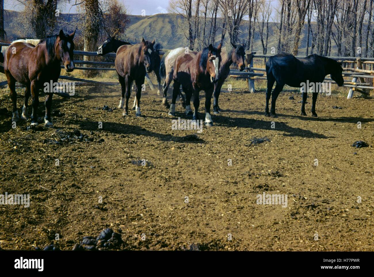 Archives Vintage photographie prise en 1970 Banque D'Images