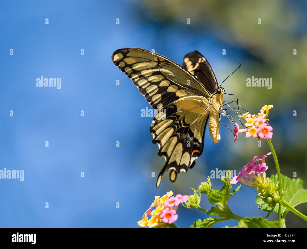 Le grand porte-queue (Papilio cresphontes) se nourrissant de fleurs papillon Lantana Banque D'Images