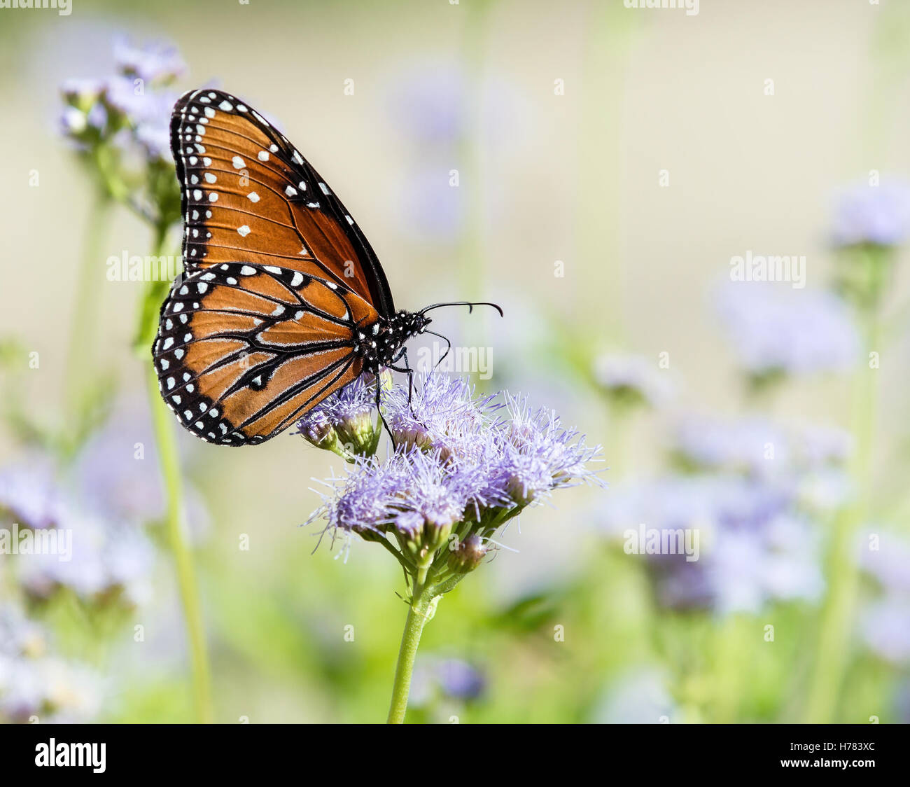Papillon Danaus gilippus (Queen) se nourrissant de Greggs (Mistflowers Conoclinium greggii) à l'automne Banque D'Images