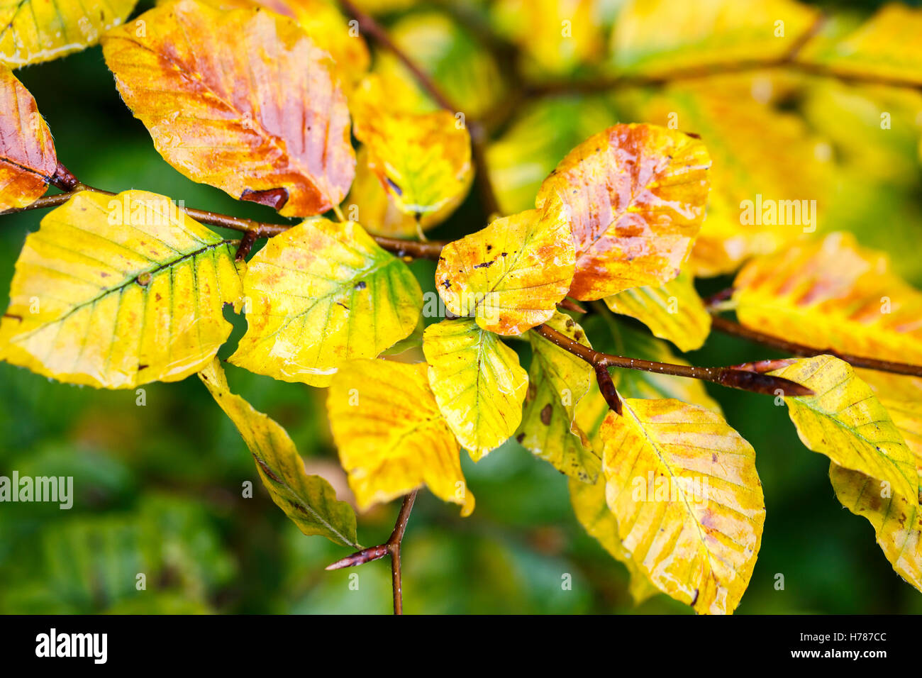 Les feuilles humides du hêtre européen (Fagus sylvatica) avec la couleur d'automne jaune d'or dans le sud de l'Angleterre Banque D'Images