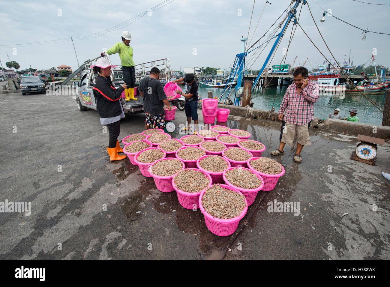 L'industrie de la crevette sur la jetée Ao Noi, Prachuap Khiri Khan, Thaïlande Banque D'Images