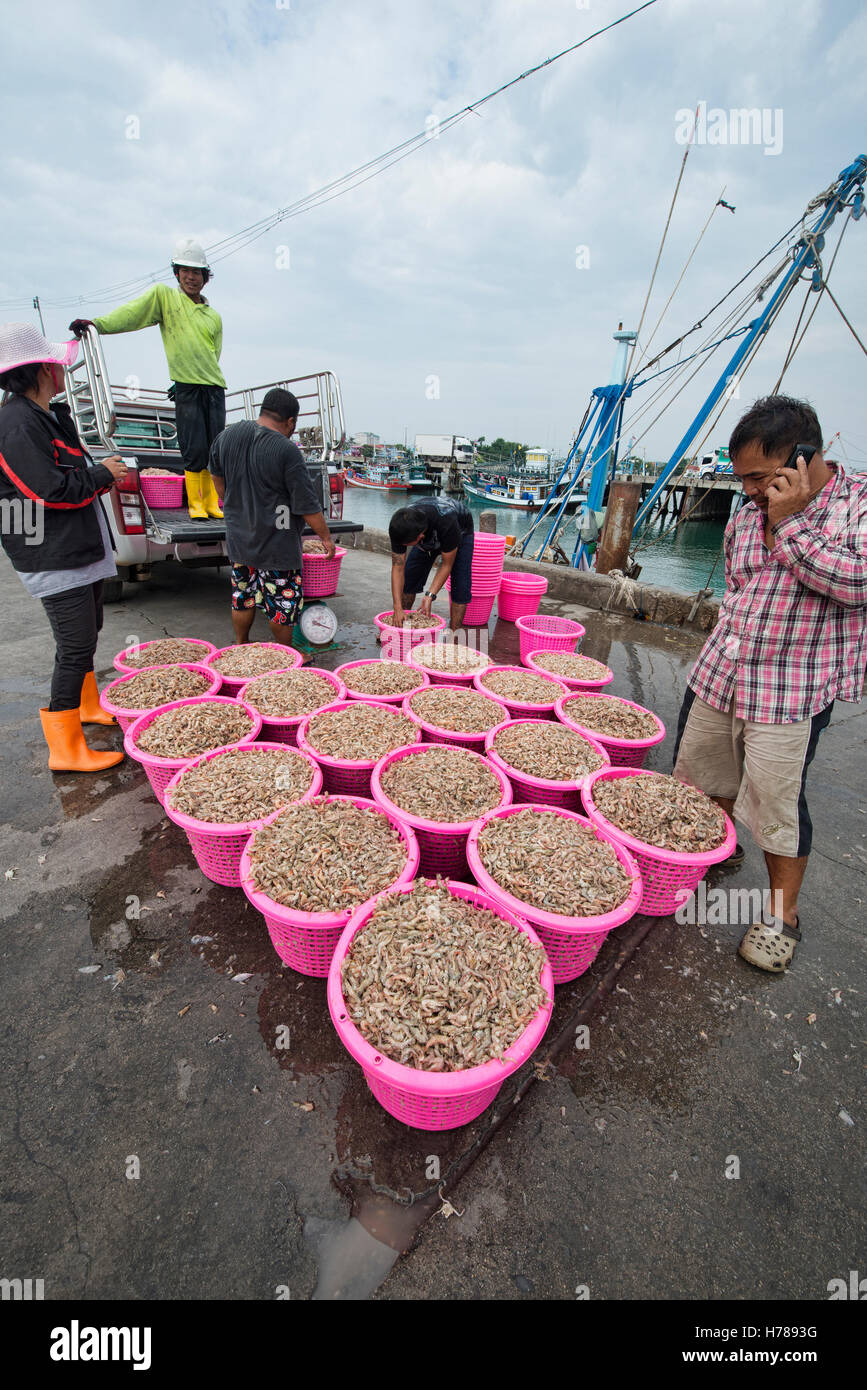 L'industrie de la crevette sur la jetée Ao Noi, Prachuap Khiri Khan, Thaïlande Banque D'Images