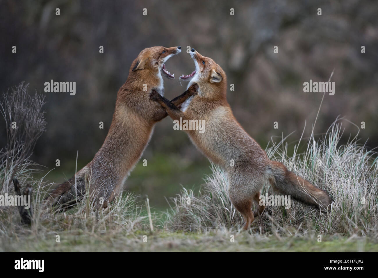 Le Renard roux Vulpes vulpes ( ) dans la lutte, les combats, debout sur ses pattes, menaçant avec de larges mâchoires ouvertes, menaçant les uns les autres. Banque D'Images