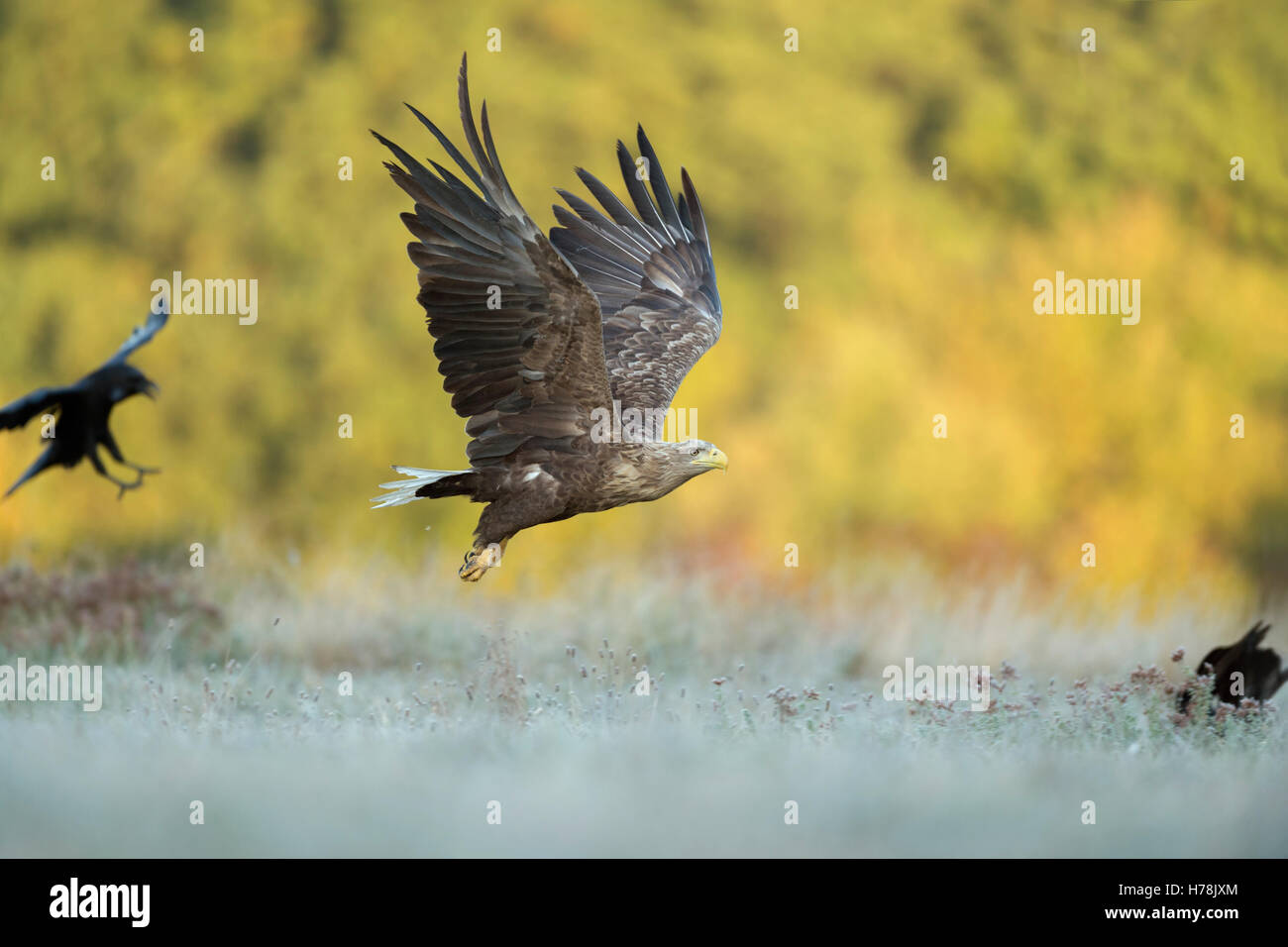 Aigle à queue blanche / Aigle de mer ( Haliaeetus albicilla ) volant au-dessus des prairies gelées, ailes tendues, couleurs automnales, faune, Europe. Banque D'Images