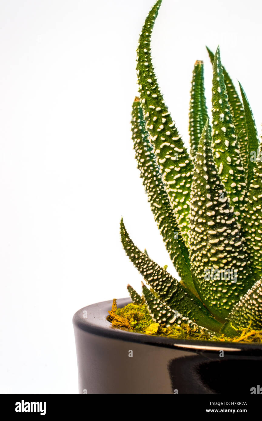 Gros plan de petits cactus (Haworthia attenuata var. radula Hankey - Aloe nain) isolé sur fond blanc Banque D'Images