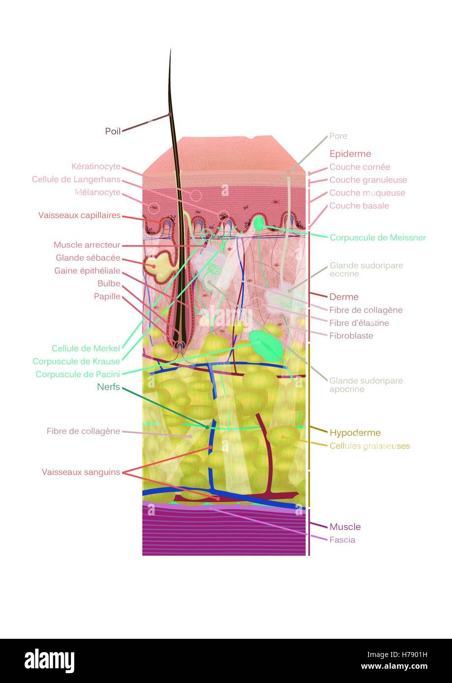 Peau, ILLUSTRATION Banque D'Images