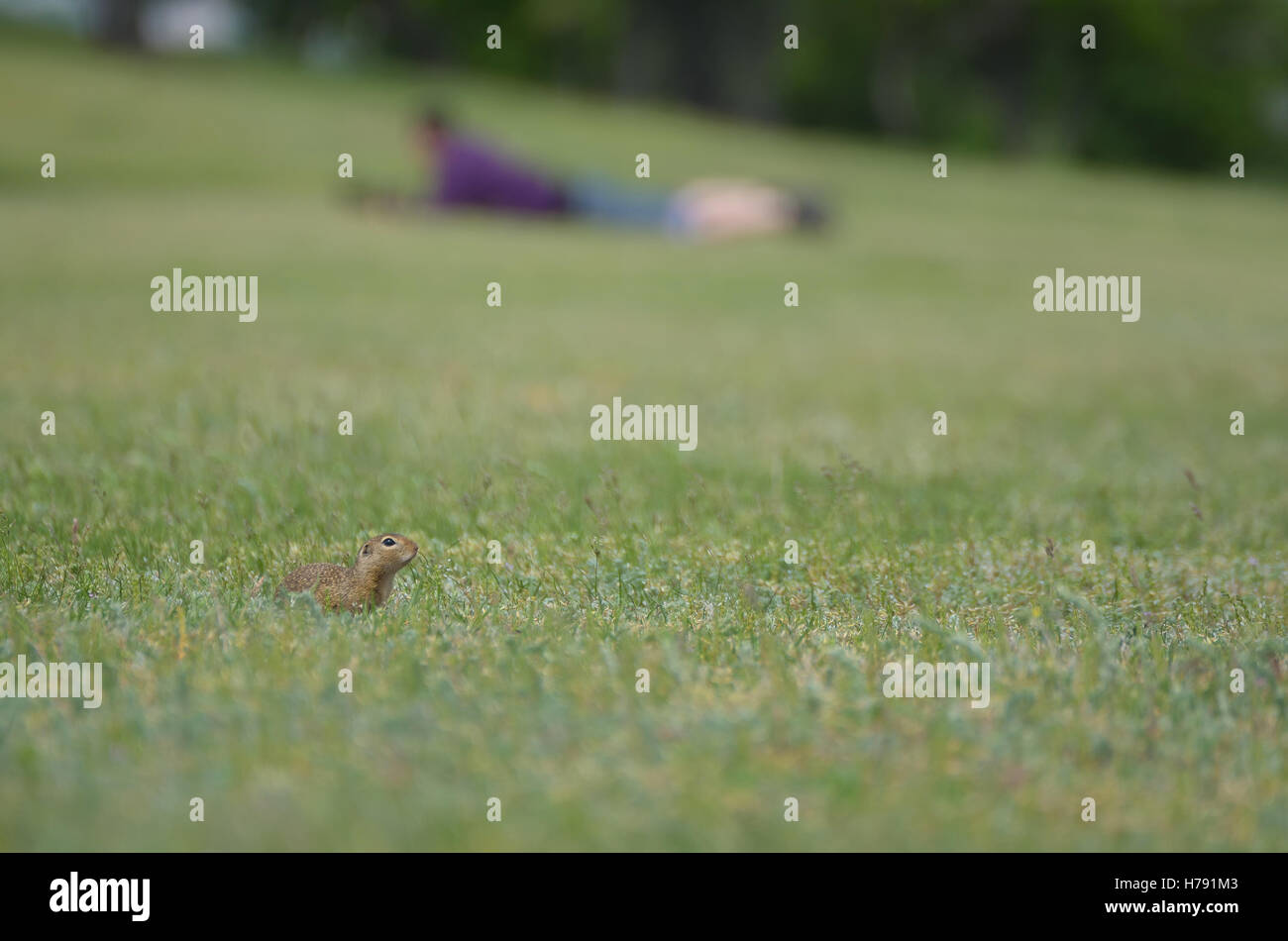 Gopher drôle de se cacher dans le champ vert contre photographe flou en arrière-plan Banque D'Images