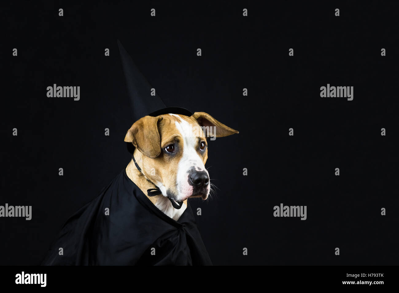 Chien en costume d'halloween. Chiot déguisés en sorcière pour halloween portant chapeau noir et une blouse posant devant un fond sombre Banque D'Images