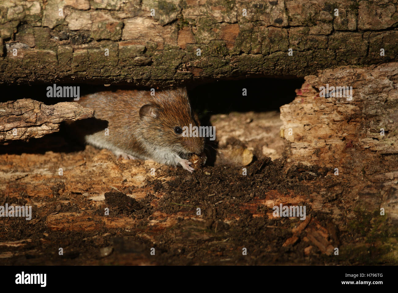 Un sauvage (Myodes glareolus Campagnol roussâtre) manger dans un tas de bois. Banque D'Images