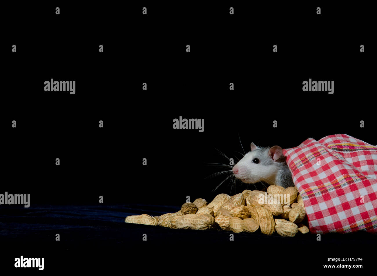 Jeune rat près du sac d'arachide sur un fond sombre. Banque D'Images