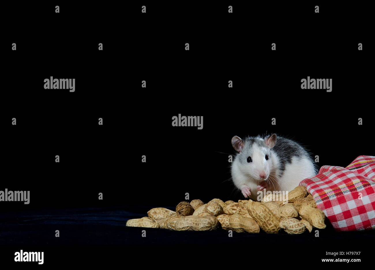 Jeune rat près du sac d'arachide sur un fond sombre. Banque D'Images