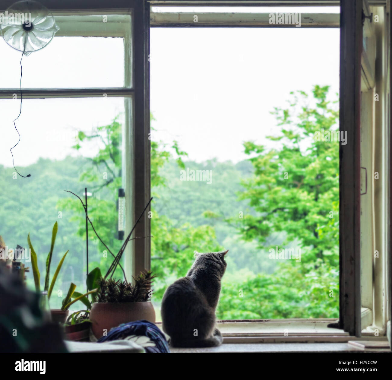 Chat gris solitaire sur la fenêtre à l'été de jour nuageux Banque D'Images