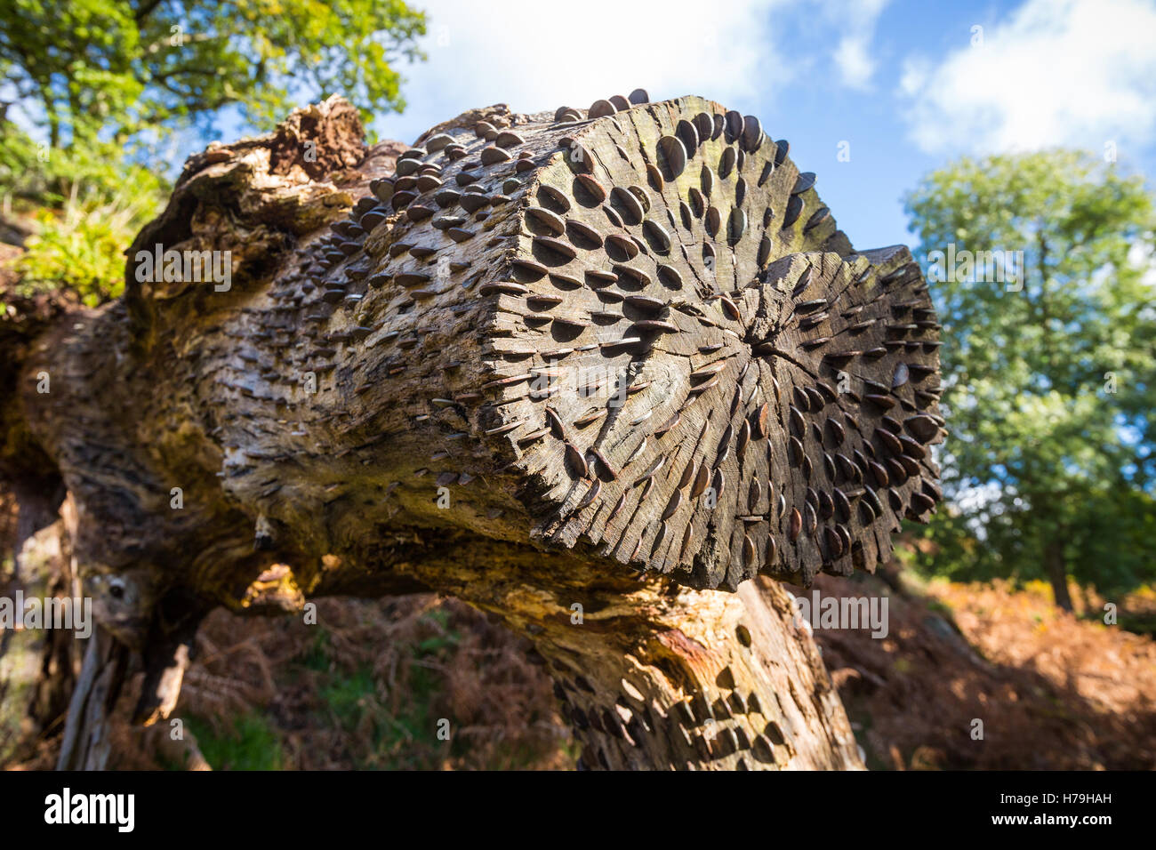 Un tronc d'arbre piqué de bonne chance de pièces sur "l'ancien cercueil Road' entre Rydal Water et de Grasmere dans le Lake District, UK Banque D'Images