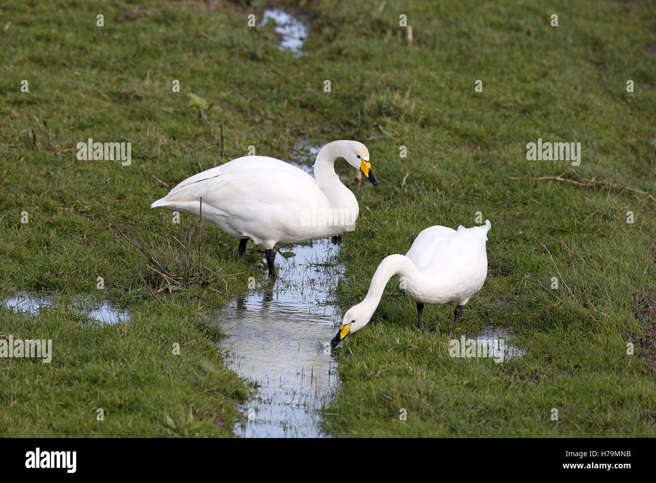 Cygne chanteur Cygnus cygnus, paire, ensemble d'alimentation Banque D'Images