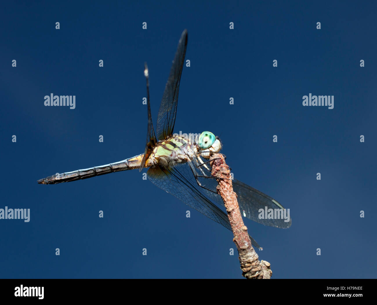 Libellule aux yeux bleus et verts sur une branche du corps Banque D'Images