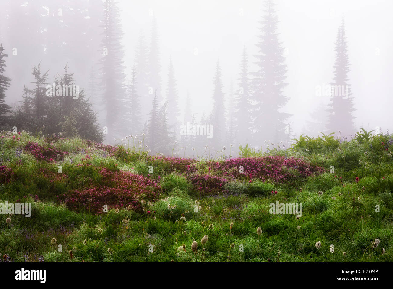 Un épais brouillard et la rosée du matin s'accrochent à l'été de fleurs sauvages fleurissent au Paradise Meadow à Washington's Mt Rainier National Park. Banque D'Images