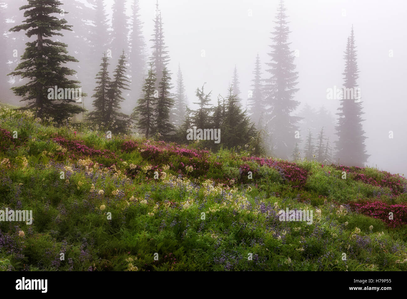 Un épais brouillard et la rosée du matin s'accrochent à l'été de fleurs sauvages fleurissent au Paradise Meadow à Washington's Mt Rainier National Park. Banque D'Images