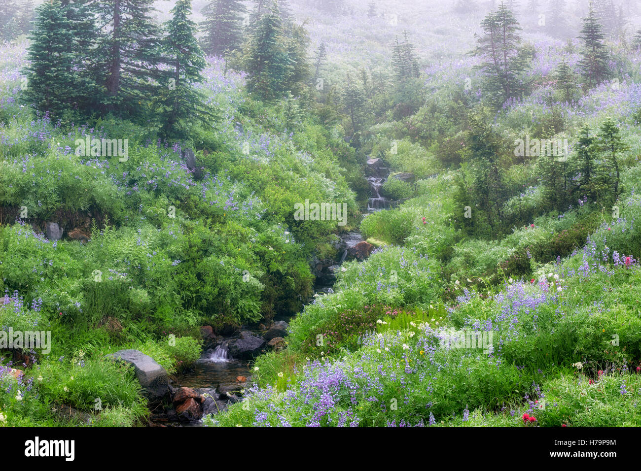 Dead Horse Creek flux entre les fleurs d'été de fleurs sauvages et matin brouillard à à Washington's Mt Rainier National Park. Banque D'Images