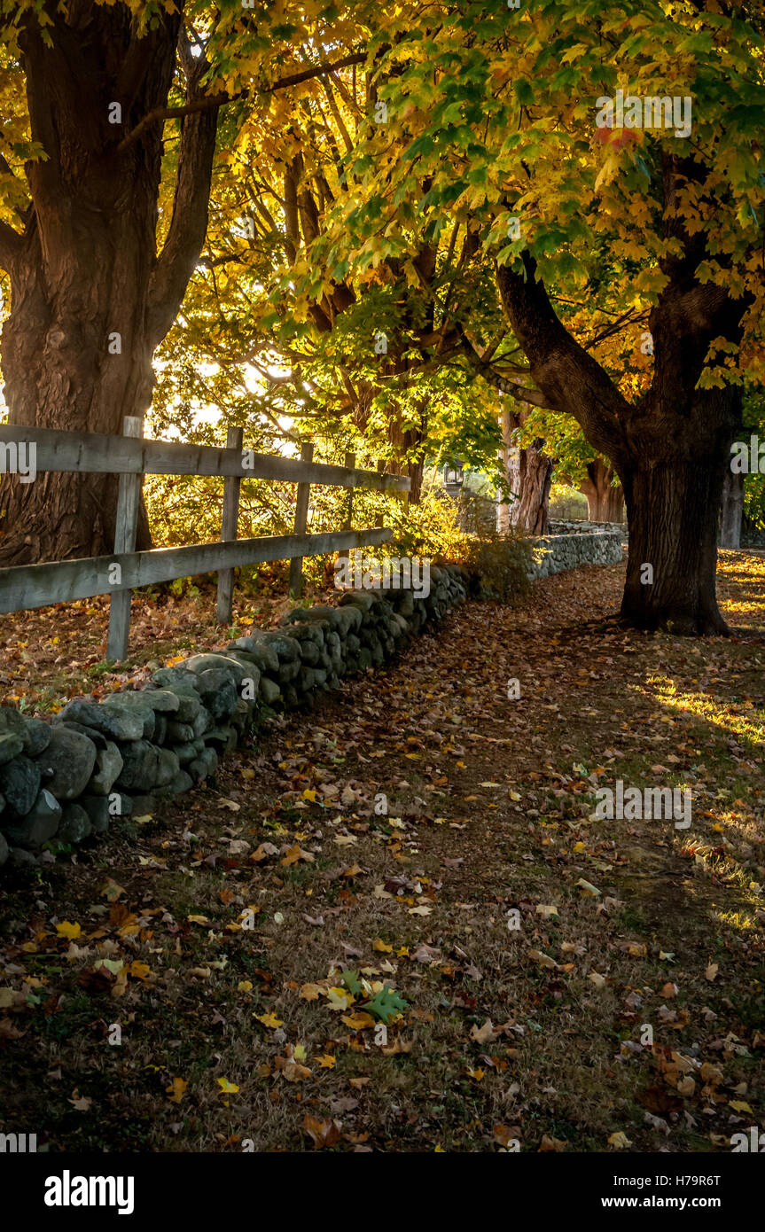 Belles feuilles d'automne et la lumière du soleil sont faits par la nature pour l'autre. Ils mettent en évidence toute la beauté de l'autre. Banque D'Images