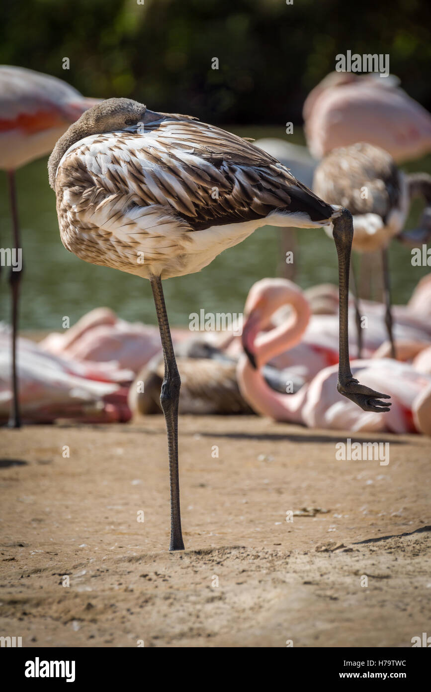 Un flamant du Chili immatures repose sur une jambe lors d'une journée ensoleillée à Slimbridge WWT. Banque D'Images