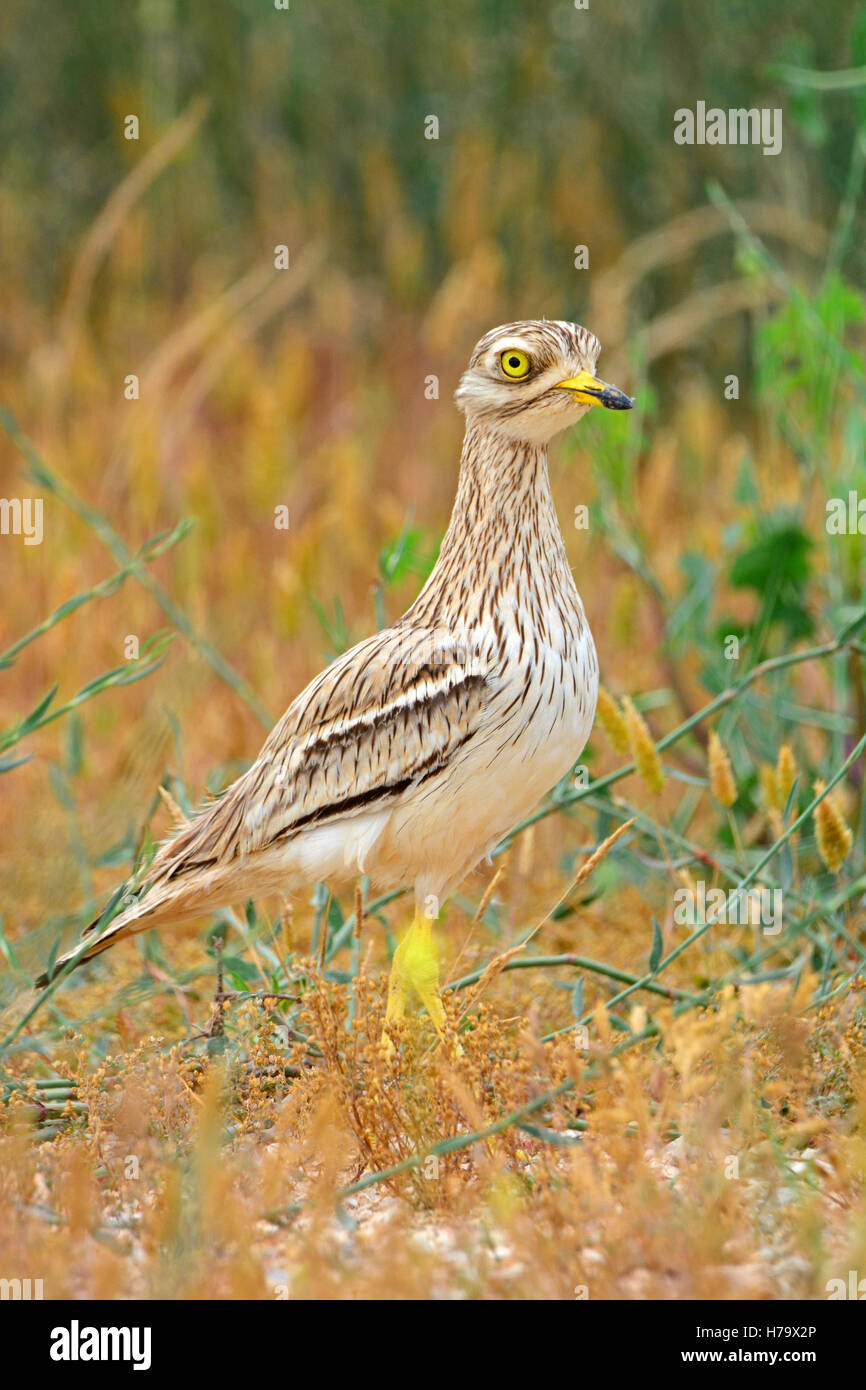 Mélange eurasien de caillé et de pierre dans son habitat Banque D'Images