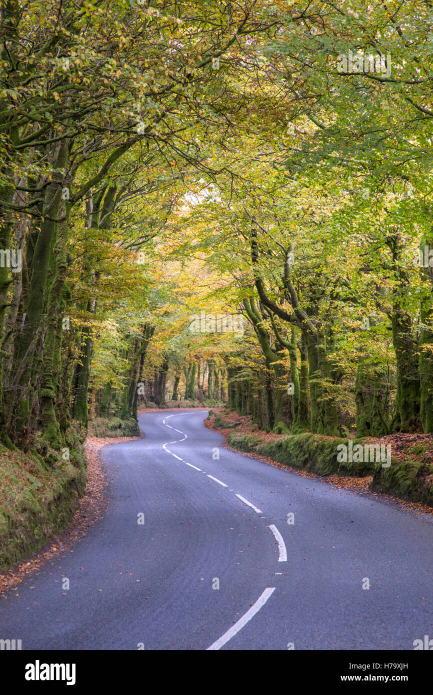 Une route de campagne en automne. Angleterre, Royaume-Uni Banque D'Images