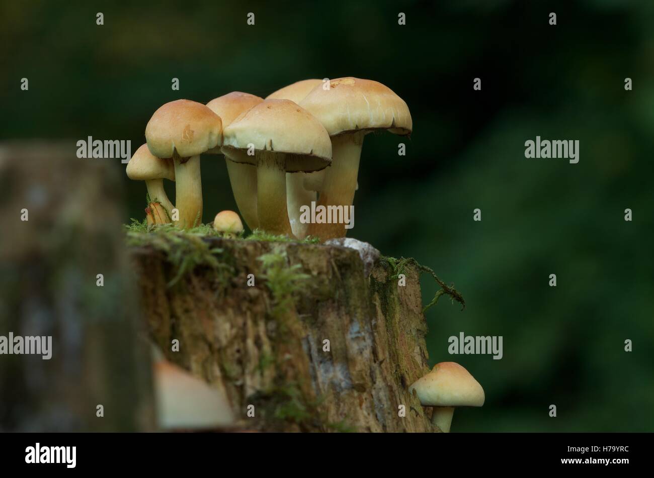 Hypholoma fasciculare (Supphur Tuft) champignon poussant sur une souche d'arbre Banque D'Images